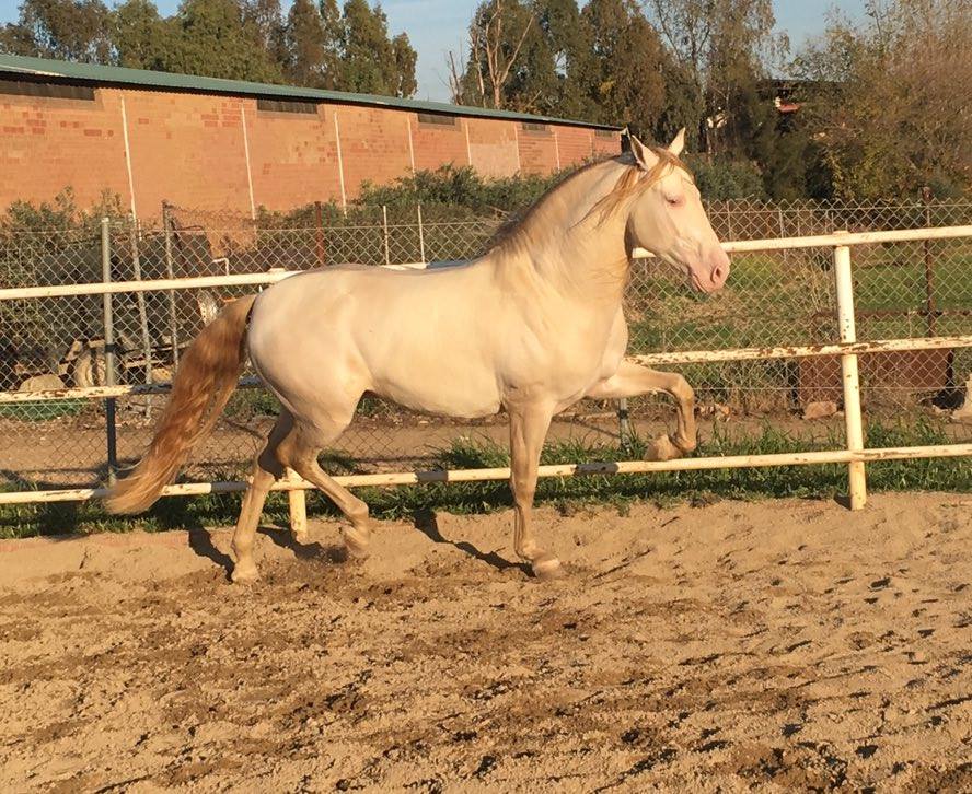 Caballo en Venta